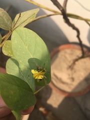 Eurema brigitta