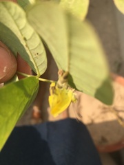 Eurema brigitta