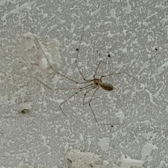Pholcus phalangioides