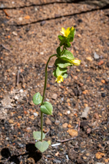 Sebaea micrantha micrantha