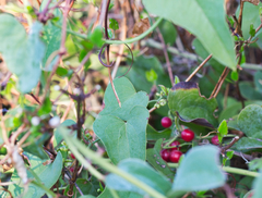 Smilax aspera