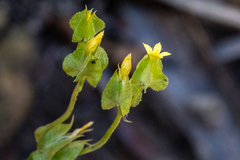 Sebaea micrantha micrantha