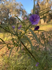 Solanum linearifolium
