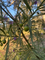 Solanum linearifolium