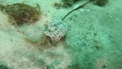 Dendronephthya australis