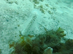 Veretillidae