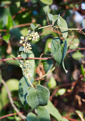 Smilax aspera