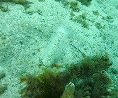 Veretillidae
