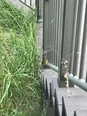 Trichonephila clavata