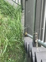 Trichonephila clavata