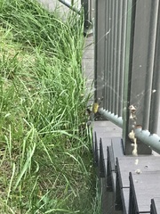 Trichonephila clavata