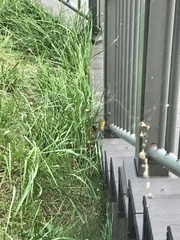 Trichonephila clavata