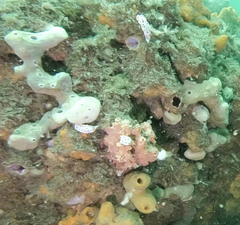 Goniobranchus splendidus