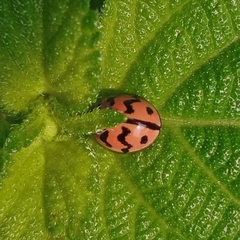 Cheilomenes sexmaculata