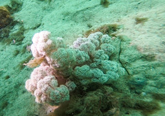 Dendronephthya australis