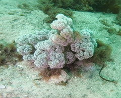 Dendronephthya australis