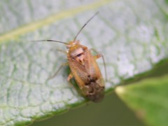Pinalitus cervinus