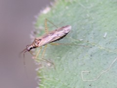 Dicyphus errans