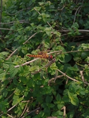 Urothemis signata