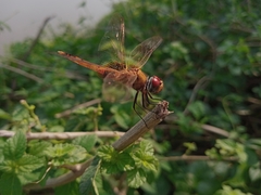 Urothemis signata