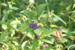 Neuracanthus sphaerostachyus