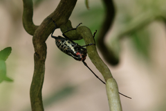 Macrochenus isabellinus