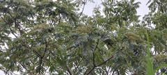 Zanthoxylum ailanthoides ailanthoides