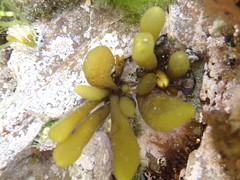 Adenocystis utricularis