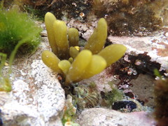 Adenocystis utricularis