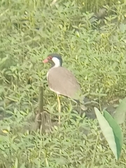 Vanellus indicus