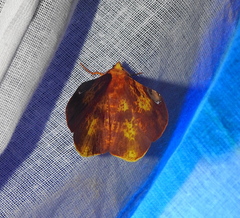 Omiza