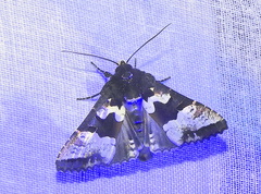 Euplexia lucipara