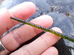 Chaetomorpha coliformis