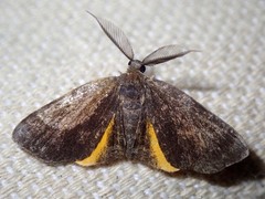 Achrosis alienata