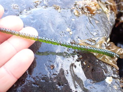 Chaetomorpha coliformis