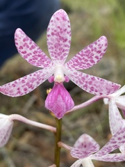 Dipodium ensifolium