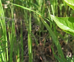 Frontinellina frutetorum