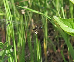 Frontinellina frutetorum