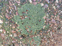 Xanthoria calcicola