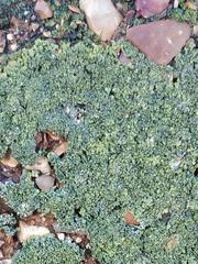 Xanthoria calcicola