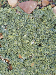 Xanthoria calcicola