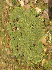 Xanthoria calcicola