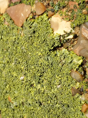 Xanthoria calcicola