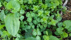 Trifolium repens