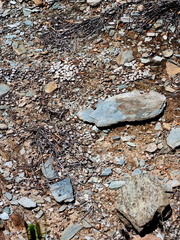 Oreotragus oreotragus