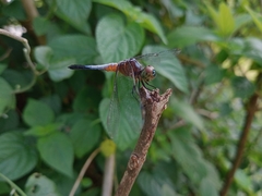 Brachydiplax chalybea