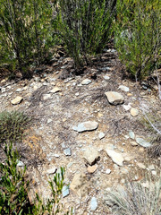 Oreotragus oreotragus