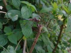 Brachydiplax chalybea