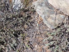 Oreotragus oreotragus