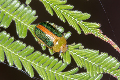 Calomela parilis